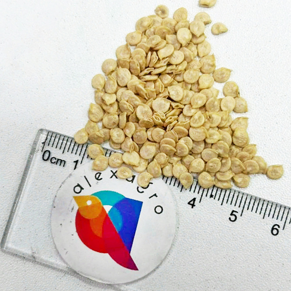 Барби F1 семена перца сладкого (Syngenta / ALEXAGRO) семена – фото 8