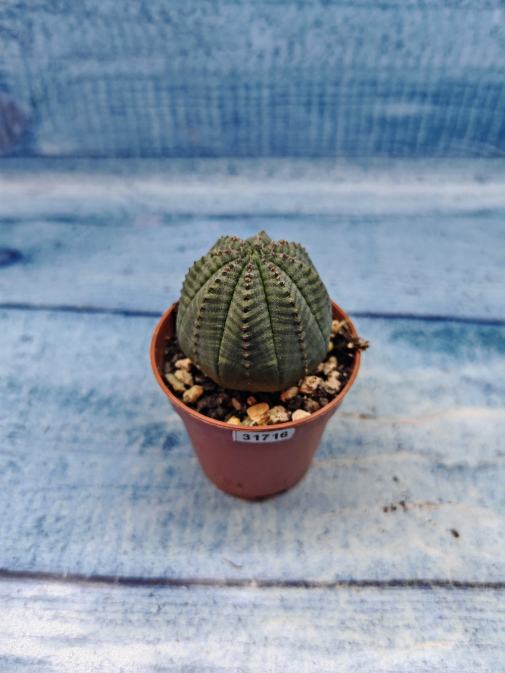 Euphoria Obesa (Эуфорбия)