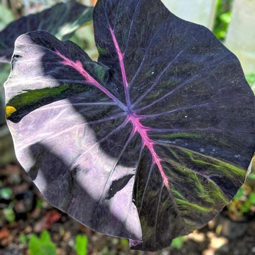 Колоказия FIRST LOVE