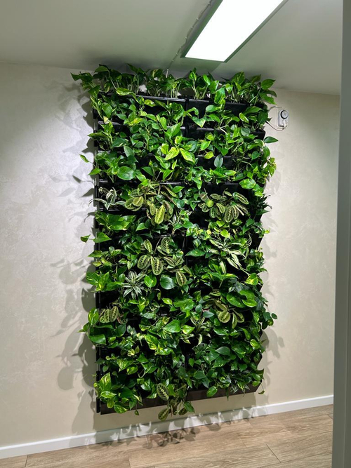 7.23. Фитостена из живых растений для клиники "Excellens". В проекте использовались фитомодули "Hydro Falls"