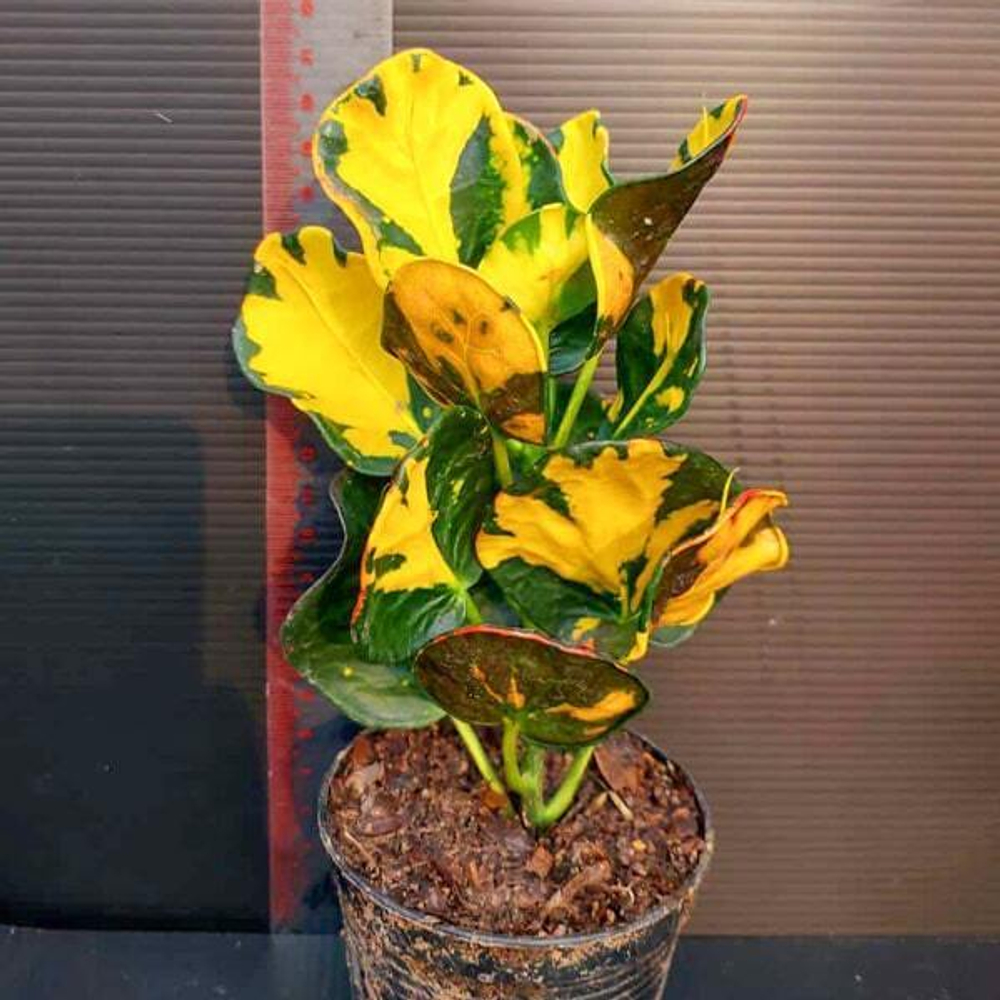 Кротон PIN THONG