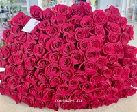 101 Роза Эквадор 70 см