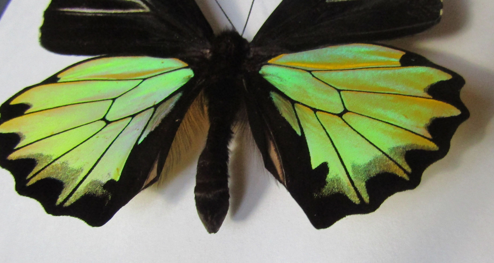 Бабочка Troides prattorum в рамке