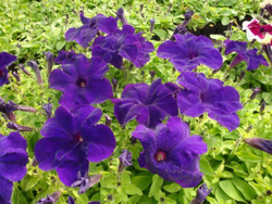 Петуния грандифлора Игл Блю (1000шт) Витагрин Профи