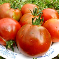 Помидоры Paul Robeson - Поль Робсон