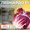 ЛЕОНАРДО F1 семена цикория (Bejo) продукция