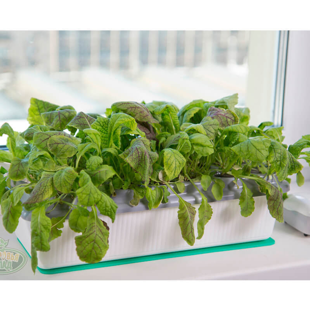 Чудо грядка