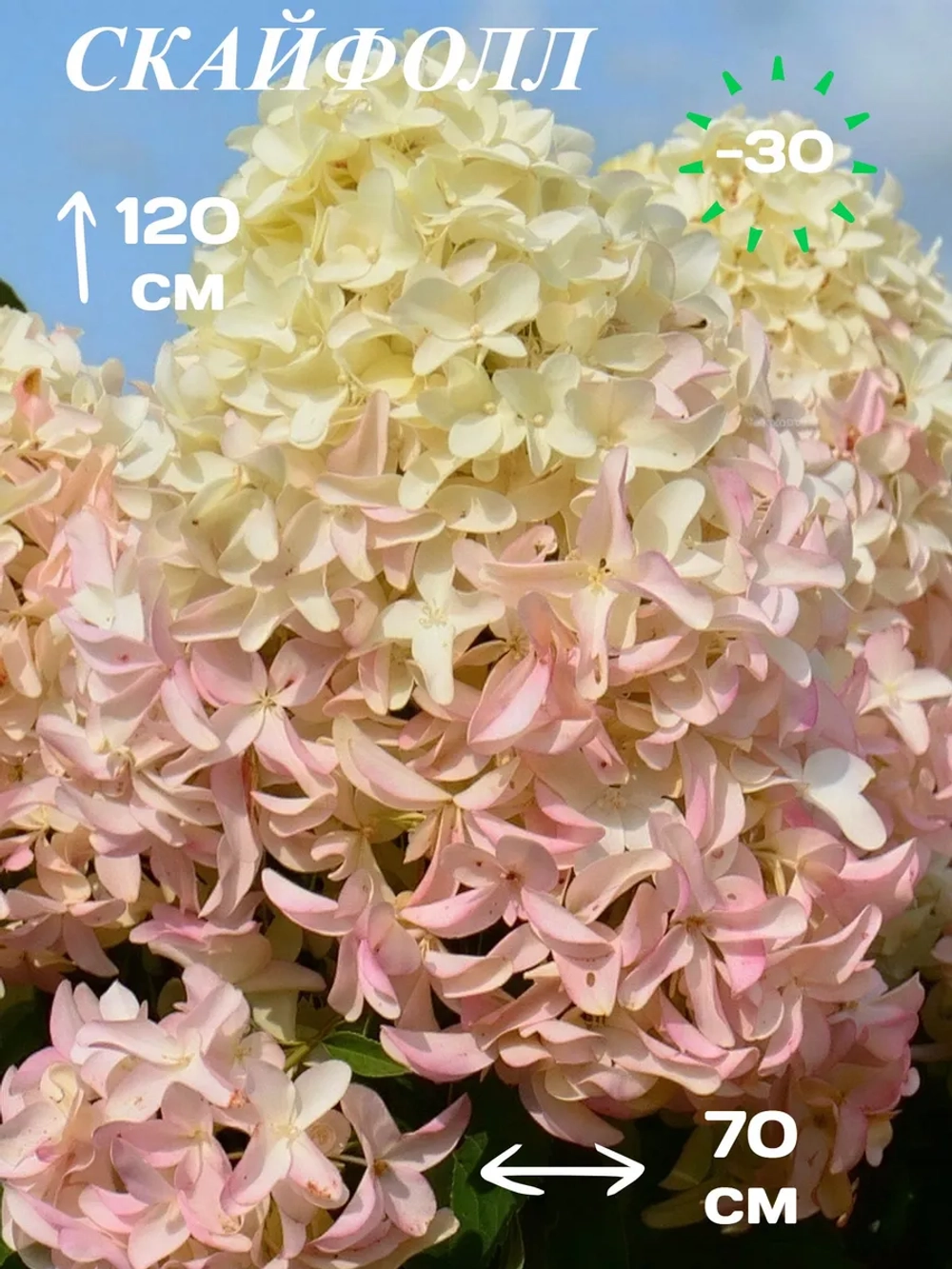 Скайфол гортензия метельчатая