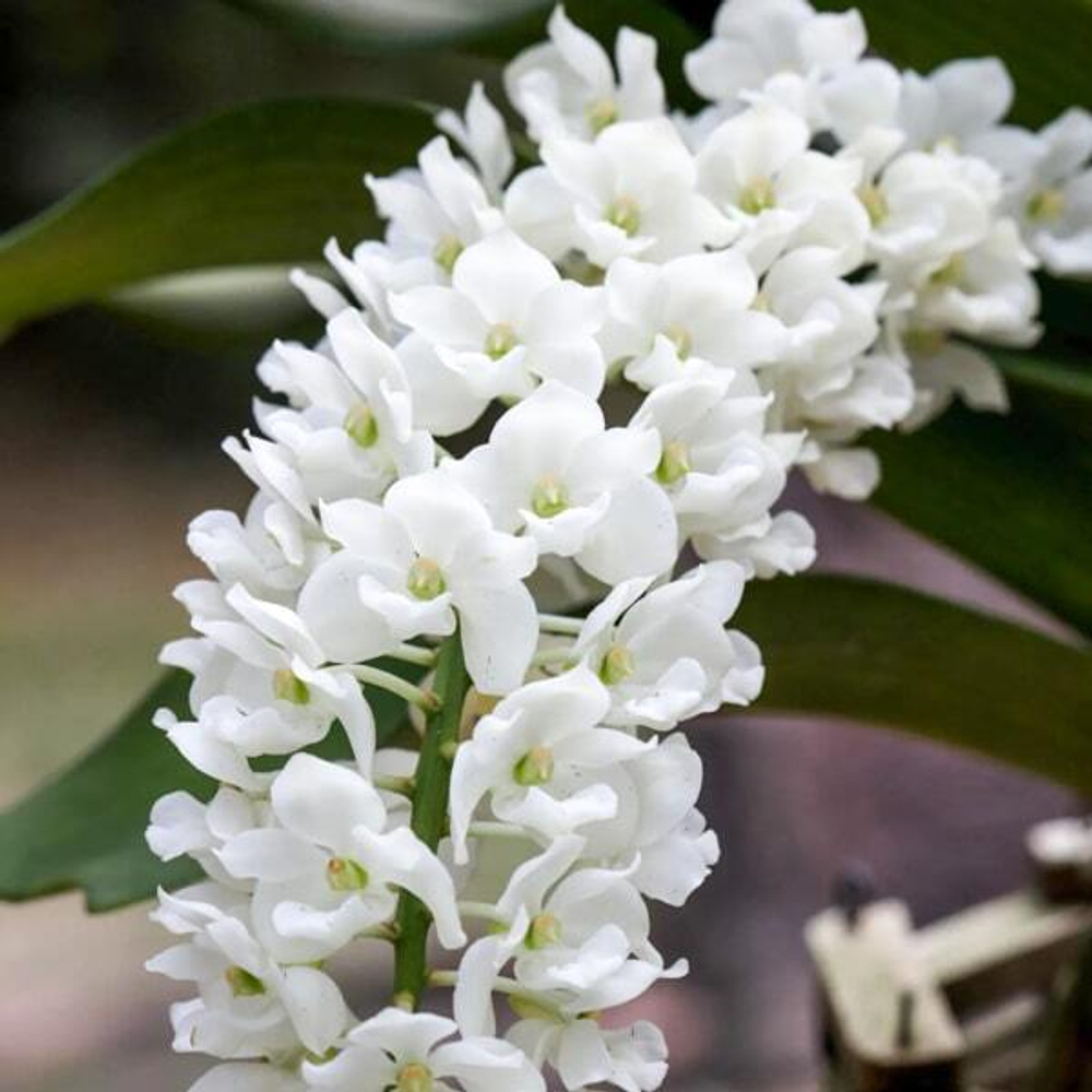 Орхидея RHYNCOSTYLIS GIGANTEA микс