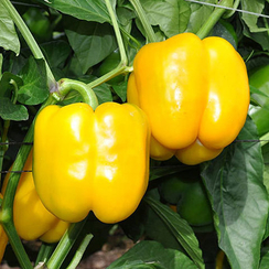 Дикаприо F1 семена перца сладкого (Enza Zaden / Энза Заден)