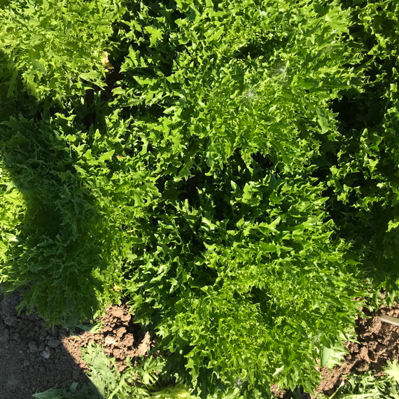 ЭКЗАМ KNOX семена салата Rijk Zwaan цена – фото 3