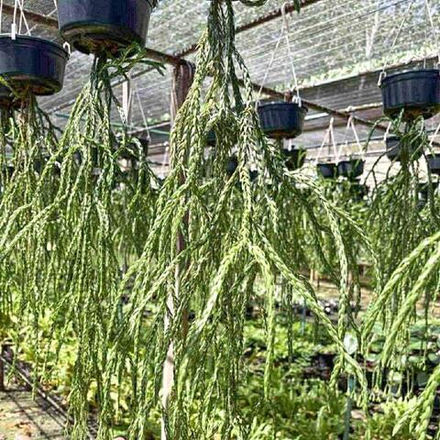 Хуперция H.KINNAREE