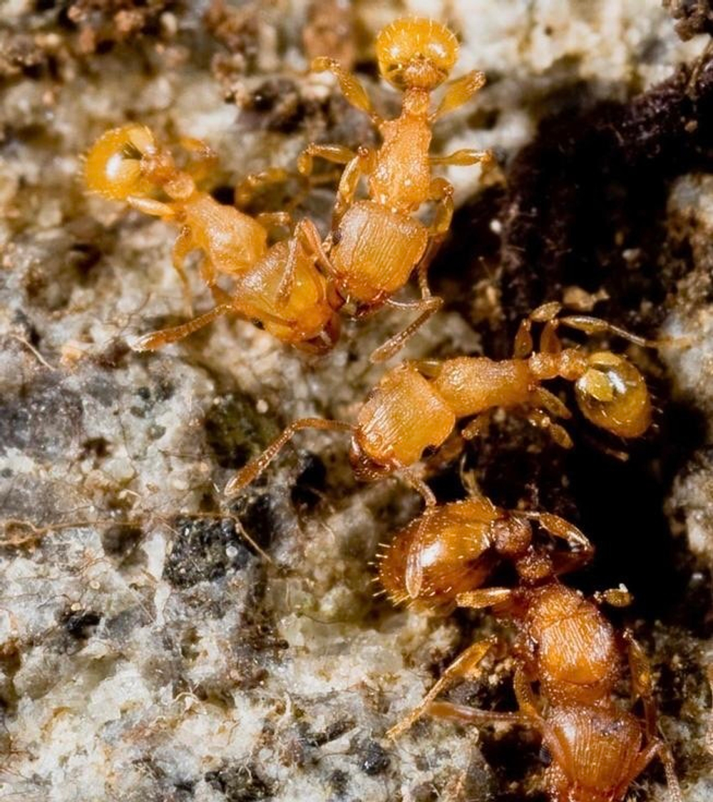 Муравьи Tetramorium simillimum (Африканские малыши)