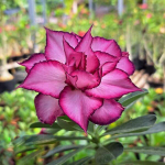 Адениум PASER