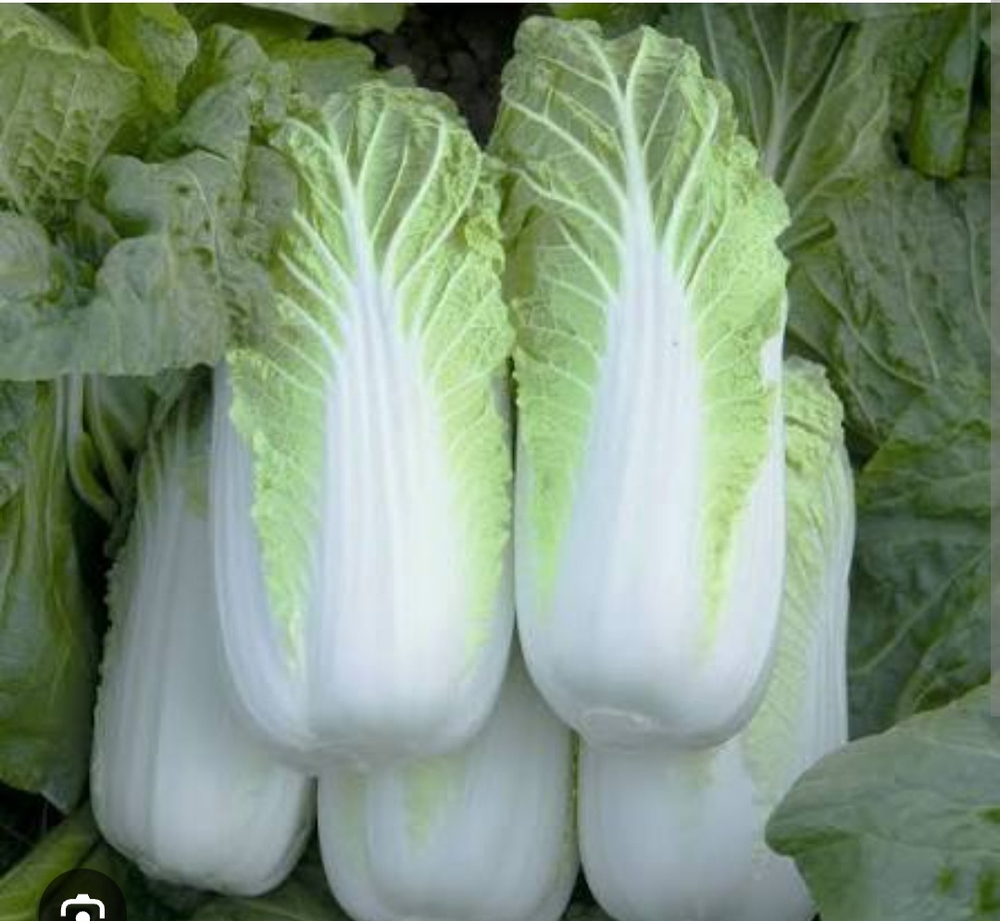 Капуста пекинская Кисеки F1 - KISEKI F1 2500 семян