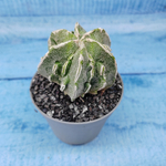 Astrophytum Myriostigma cv. Fukuryu (Астрофитум)