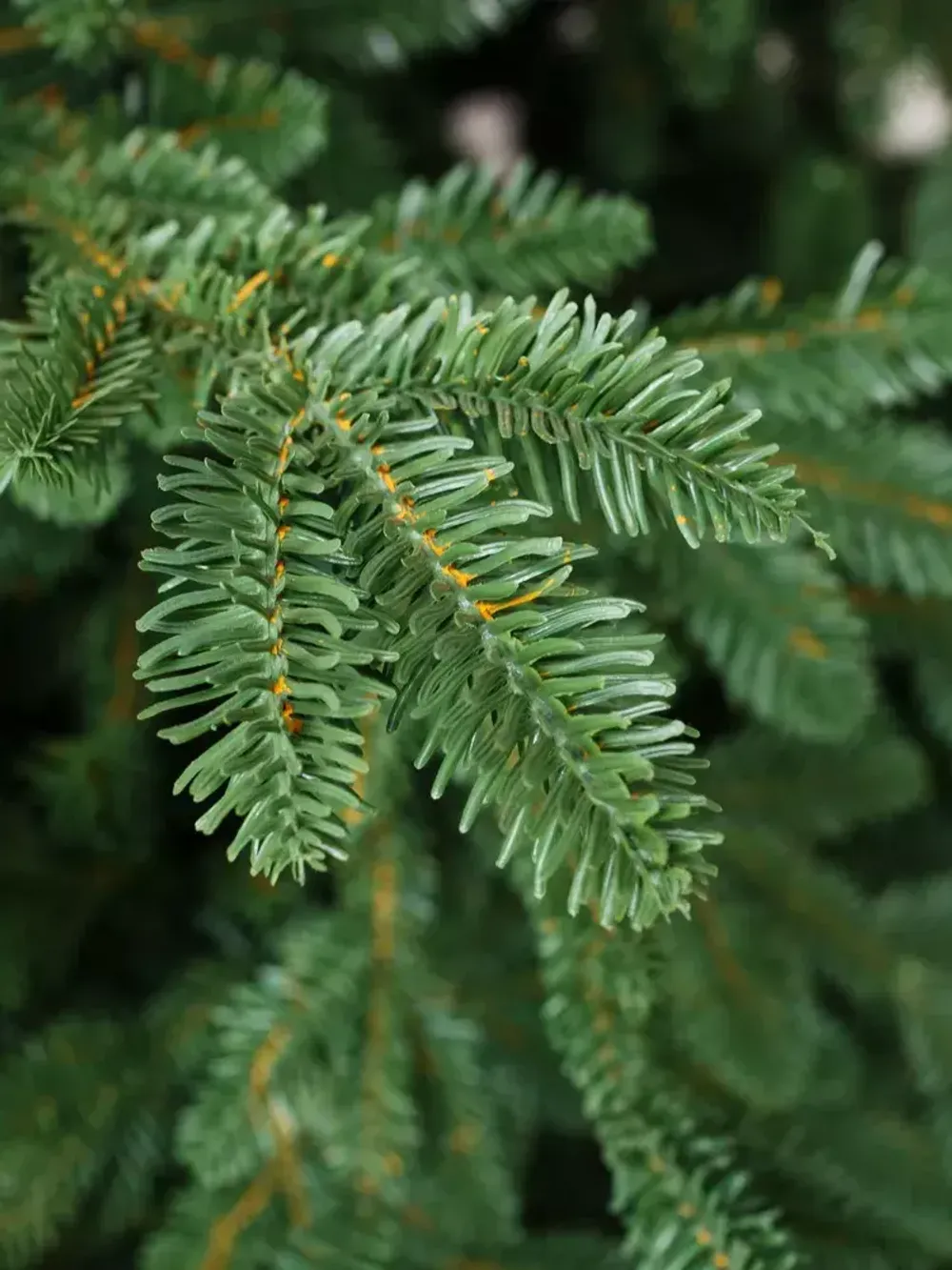 Искусственная ель «Монтерей» (Литая хвоя) от 1.5 до 2.4 м