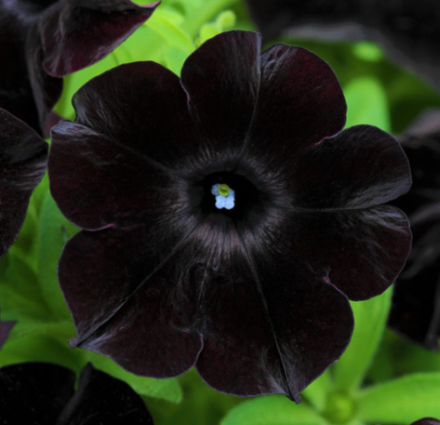 ЕВРО Петуния Crazytunia Black Mamba укорененный черенок ОКС декабрь 25