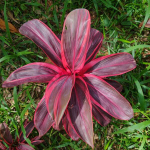 Кордилина PHET SRI NAKHON