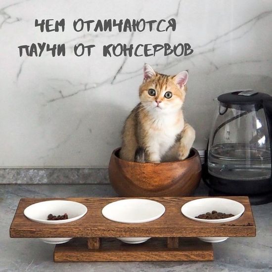 Чем отличаются паучи от консервов?