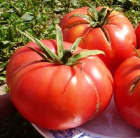 Помидоры – Хулоури из Аджарии