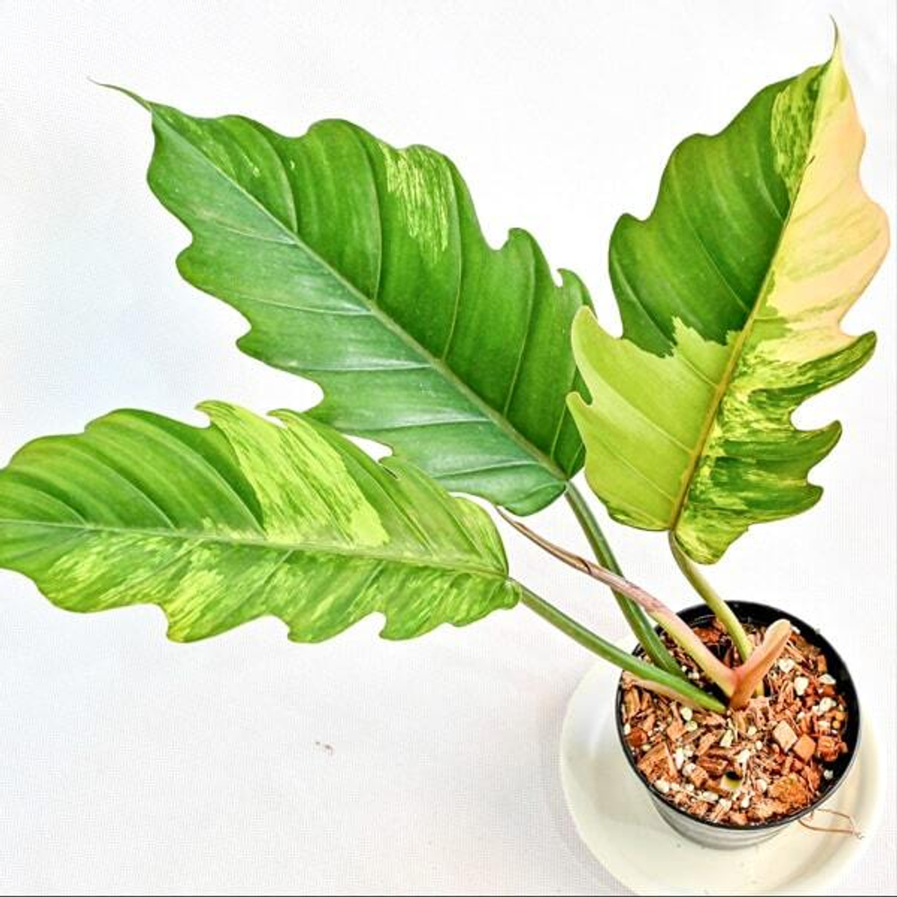 Филодендрон CARAMEL MARBLE 3-4 leaves