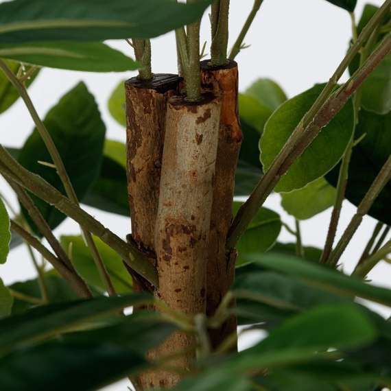 Лимонное дерево высота 150 см