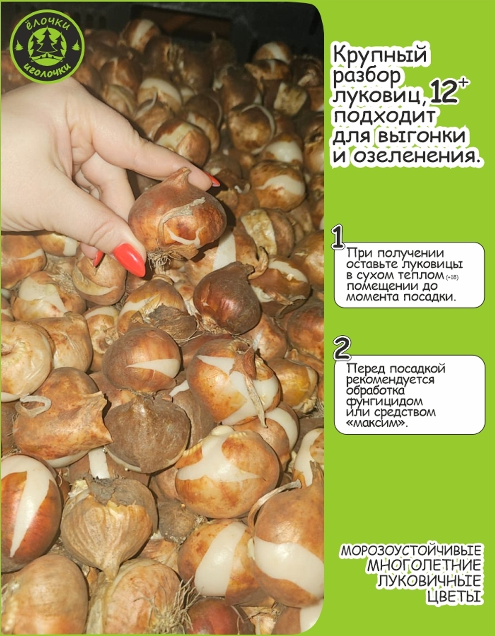 Тюльпан Луковица, Хэппи Дженерейшн, 6 шт