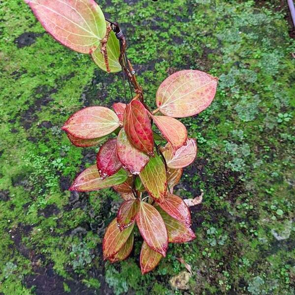 Хойя NICHILSONIAE SUNSTRESS