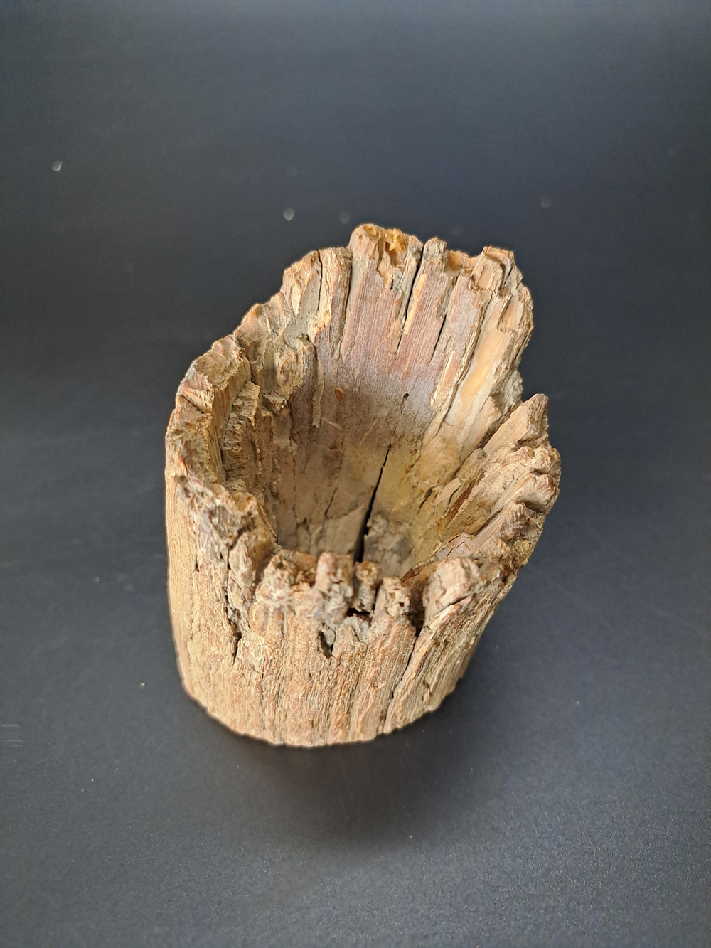 Бивень мамонта для коллекции