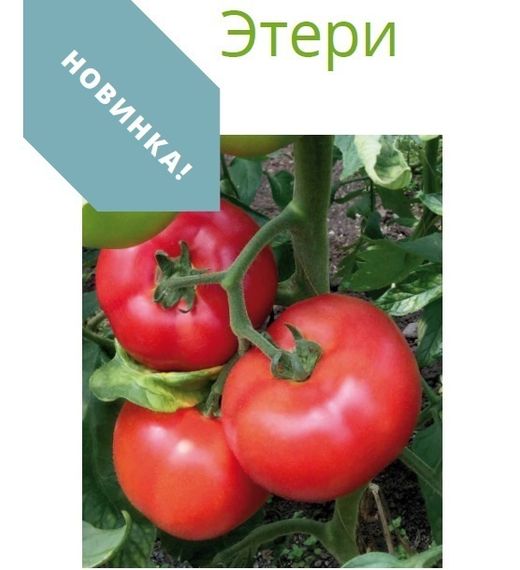 ЭТЕРИ F1 семена томата Seminis купить