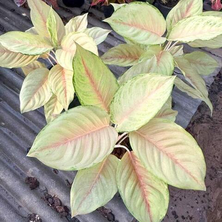 Аглаонема UNICORN