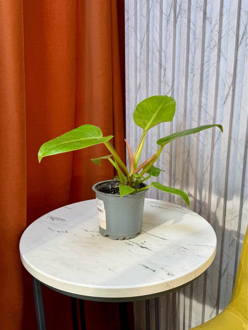 Филодендрон Мелинони Голд, D10см Н25см, 1шт, Urban Jungle