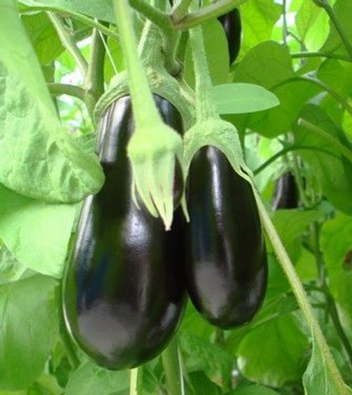 Скорпио F1 семена баклажана (De Ruiter Seeds / Де Ройтер Сидс) плод – фото 2