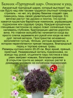 Базилик Пурпурный шар