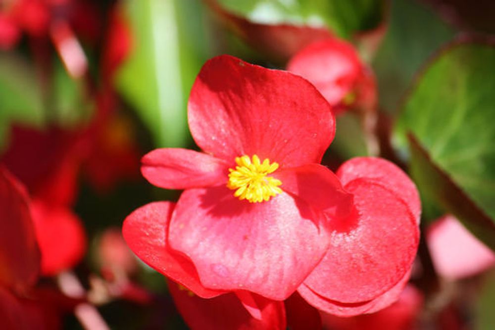 Бегония Вечноцветущая пурпурная