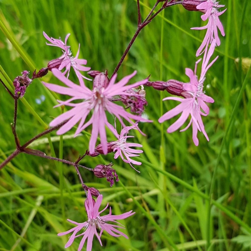 Лихнис кукушкин цвет. Lichnis flos-cúculi.