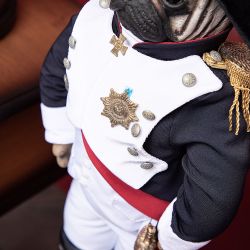 Кукла коллекционная Мопс Бонапарт