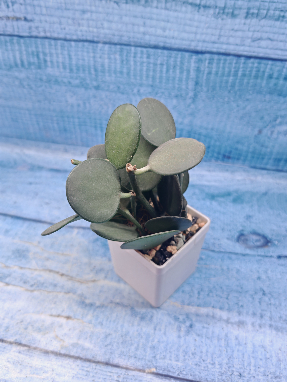 Xerosicyos Danguyi (Ксеросициос)