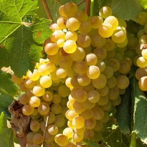 Верментино (Vermentino) - белый сорт винограда