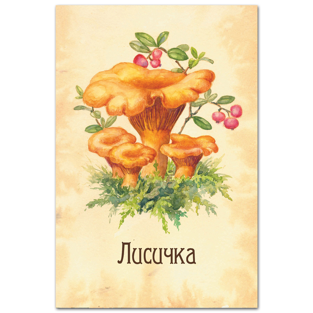 Лисичка