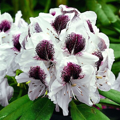 Рододендрон гибридный Кальсап