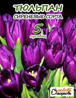 Тюльпан Луковица, Микс сиреневых сортов, 5 шт