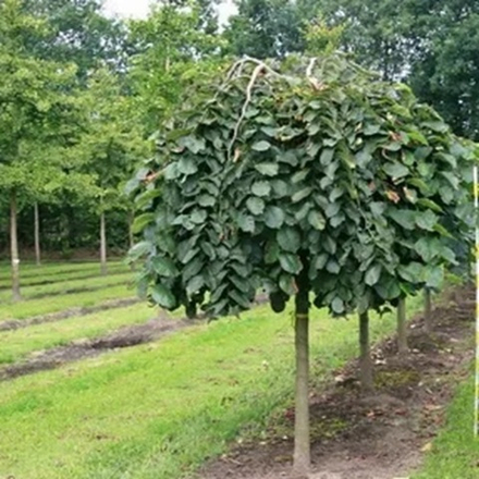 Вяз шершавый Кампердаун f45, 200-220, 10-12