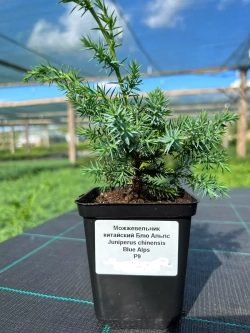 Саженец Можжевельник хвойный Блю Альпс
