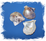 Ракушка Речной Устрицы