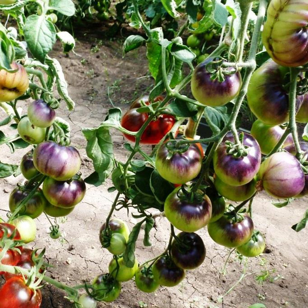 Помидоры - Red Charcoal - Красный Уголь