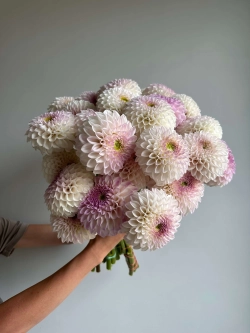 Георгин Pink Pearl (корень) Закупка М55 апрель 2026