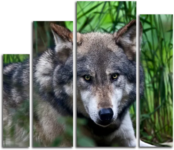 Модульная картина "Спокойный волк"