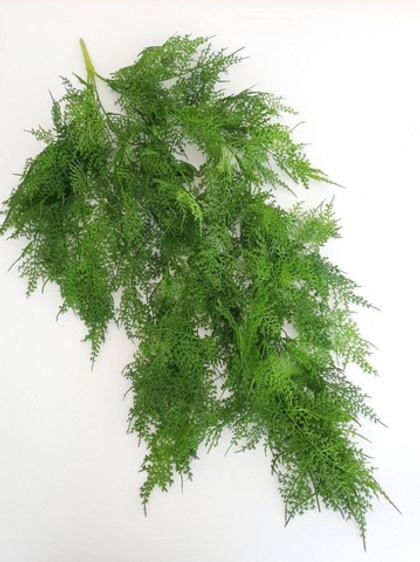 Аспарагус ампельный / Арт 4046